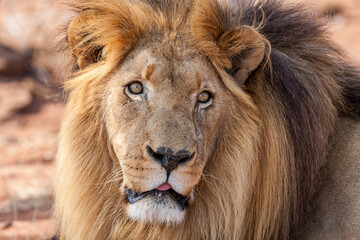 eSwatini, Swaziland, Hlane Royal National Park, Lion (Panthera leo), male