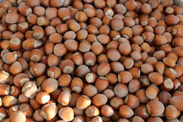 hazelnuts on a white background