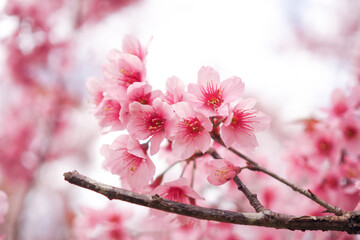 Wild Himalayan Cherry Blossoms in spring season, Prunus cerasoides, Pink Sakura Flower For the background