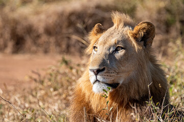 eSwatini, Swaziland, Hlane Royal National Park, Lion (Panthera leo), male