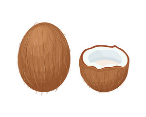 Coconut. Coconut. Coconuts are open and whole. A tropical fruit. Vector illustration