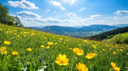 Obraz premium Beautiful spring landscape with green grass, yellow flowers, and a vibrant blue sky in the background, capturing the peaceful essence of a sunny meadow, perfect for a banner or wallpaper.