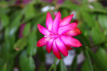 Fototapeta premium Schlumbergera truncata, the false Christmas cactus, is a species of plant in the family Cactaceae. 
