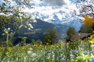 Alpine Blumenwiese mit verschneiten Bergen des Berner Oberlandes im Hintergrund, Jungfrau, Schweiz