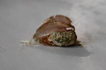 garlic clove with brown sores and mold. Selective focus. Damaged garlic, spoiled crops, unsuitable for eating and planting
