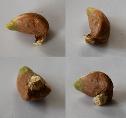 Rotten garlic clove with brown color in four angles. Selective focus. Damaged garlic, spoiled crop, unfit for eating and planting