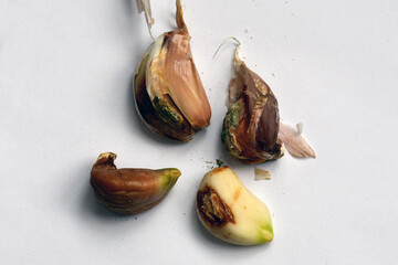 a group of garlic cloves with brown sores and rot spots on a blurred background. Selective focus. Damaged, spoiled garlic, unsuitable for eating and planting