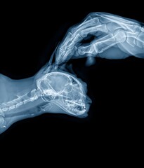 Pet Cat Wellbeing Veterinarian Xray Ultrasound	
