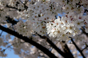 桜の蜜を集める蜂