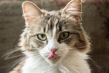 Portrait of a young adorable cat with green eyes and long hair
