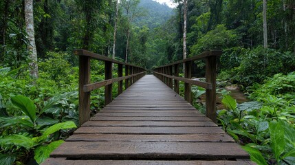 Wooden bridge through lush rainforest