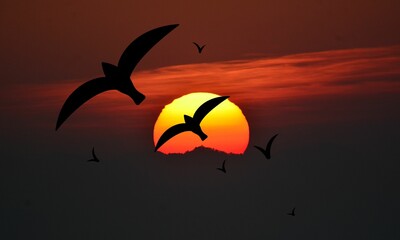 silhouette of birds flying at sunset