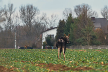Wildlebende Elche in Europa