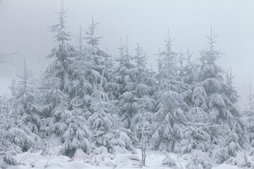 Winter landscape with lots of snow-covered trees