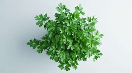Coriander Seeds in Ultra HD on a White Background