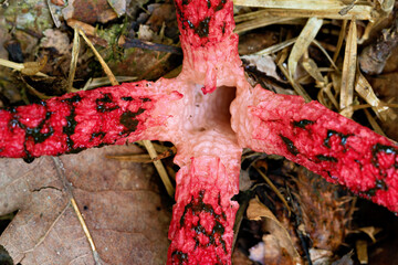 Squid mushroom with throat taken from above, close-up