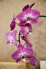 Pink flower and leaves of the phalaenopsis orchid in a flower pot on the windowsill in the house. Care of a houseplant.