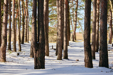 Trees on snow covered field