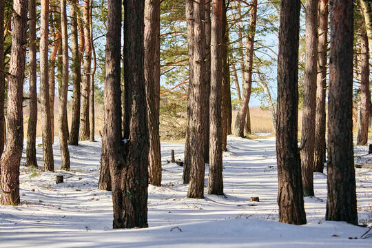 Trees on snow covered field - Powered by Adobe