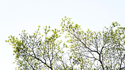 Fototapeta premium Top branch of Ivory Coast Almond tree spread beautifully against the sky. Leaves texture and bright sky background. Travel in nice day, nature, sustainability, and landscape. Morning sky and branch.