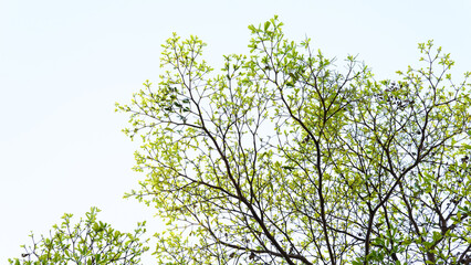 Top branch of Ivory Coast Almond tree spread beautifully against the sky. Leaves texture and bright sky background. Travel in nice day, nature, sustainability, and landscape. Morning sky and branch.