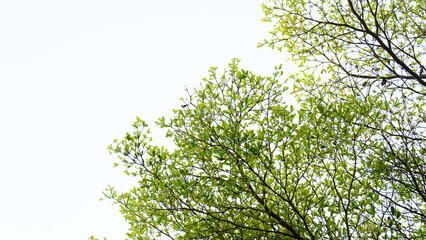 Top branch of Ivory Coast Almond tree spread beautifully against the sky. Leaves texture and bright...