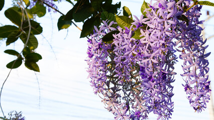 petrea volubilis, purple wreath background on green leaves