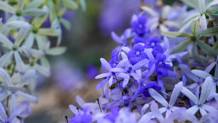 petrea volubilis, purple wreath background on green leaves