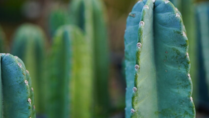 Cereus hildmannianus Jamacaru cactus plant decorate and gardenning