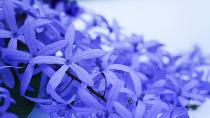 Close-up Petrea volubilis beautiful purple flower blossom with green leaves isolated on white...