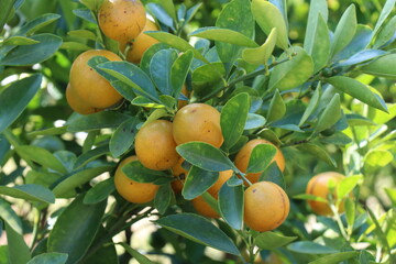 Oranges on the tree in the garden