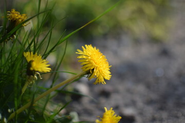 flower, dandelion
