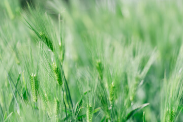 公園の花を一眼レフで撮る女性