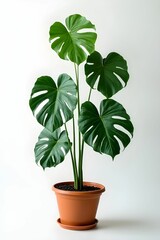 Obraz premium Monstera deliciosa in ceramic pot. Plants growing in pots or planters. beautiful natural home decorations. Interior design