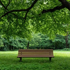Solitary Bench Under Large Oak Tree in Serene Natural Setting