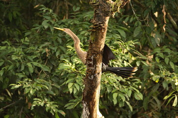 Anhinga (Anhinga anhinga) perched in a tree with its wings extended in the Cuyabeno Wildlife Reserve, outside of Lago Agrio, Ecuador