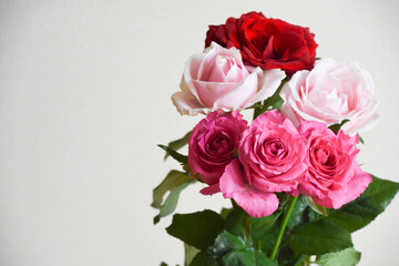 ピンクと赤のばら