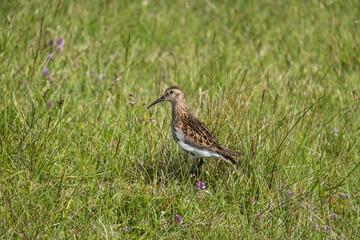 A sandpiper stands among lush green grass in East Iceland, blending into its natural habitat