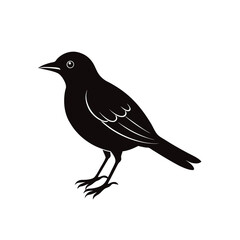 bird vector illustration