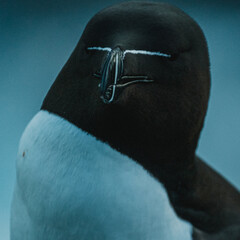 Close-up portrait of a razorbill (Alca torda) in Látrabjarg, West Iceland, highlighting its distinct black-and-white plumage and patterned beak