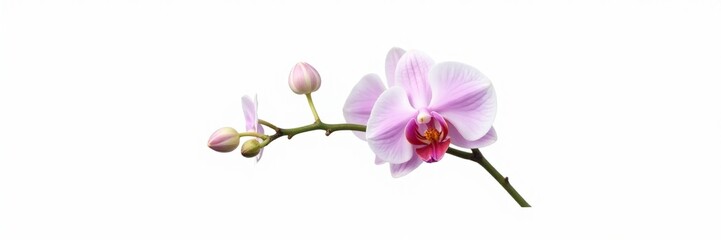 Obraz premium A delicate orchid stem with tiny buds against a stark white background, isolated, stems