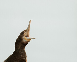 Great cormorant with open beak calling, photographed in South Iceland...