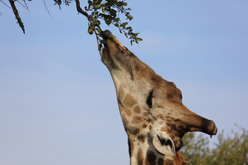 Giraffe / Giraffe / Giraffa camelopardalis