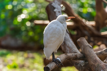 Ave de plumas blancas