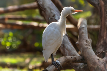 Pajaro blanco
