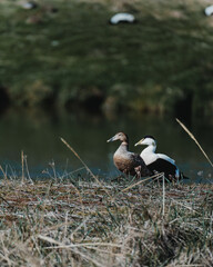 Male and female eider ducks near a pond in South Iceland...