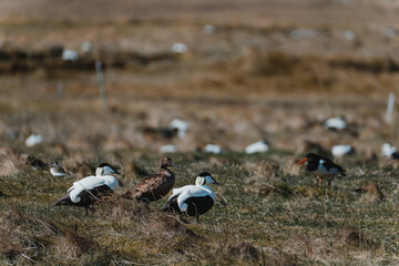 Eider ducks and an oystercatcher in a grassy field in South Iceland...