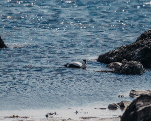 Eider ducks swimming and nesting on the rocky shore of Ytri Tunga, Snaefellsnes, West Iceland...