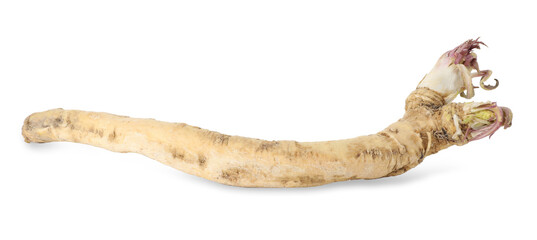 One fresh horseradish root isolated on white