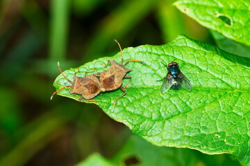 Lederwanze (Coreus marginatus) bei der Kopulation